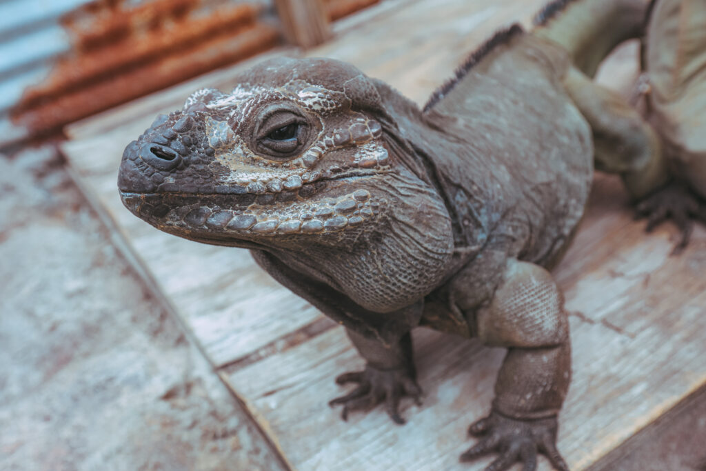 Iguanaland & The Beauty of Reptiles